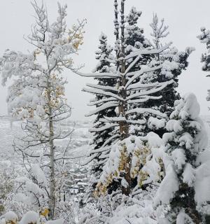 a group of trees with snow on them