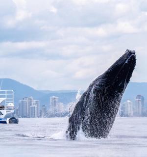 a whale jumping out of the water with a boat