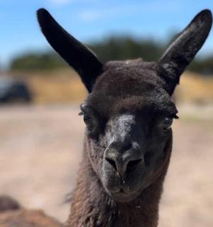 a close up of a black llama looking at the camera