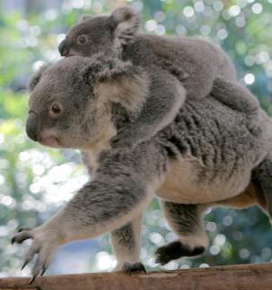 a koala carrying a baby koala on its back