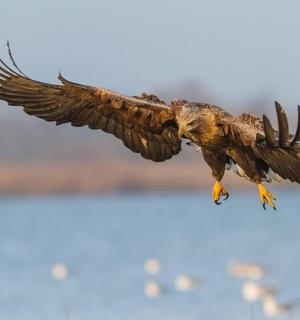 一只展翅在空中飞翔的鸟
