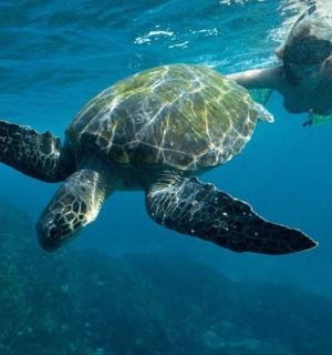 a green sea turtle swimming in the water