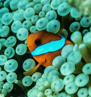 a clown fish is hiding in a coralylum