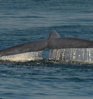 a dolphin tail sticking out of the water