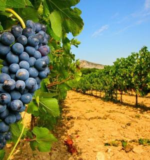 一串蓝色的葡萄挂在树上