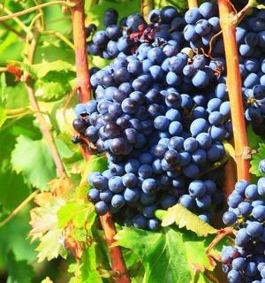 a bunch of blue grapes hanging on a vine