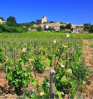 a field of green plants with a village in the background