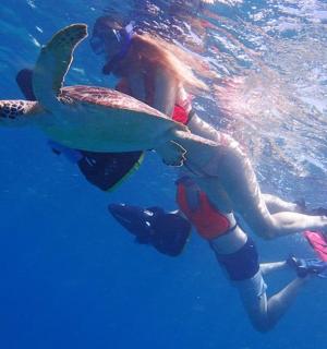 skupina lidí ve vodě s velrybím žralokem