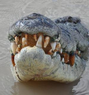 socha želvy ve vodě