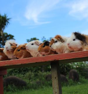 a group of guinea pigs standing on a wooden fence