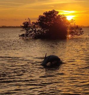 an elephant swimming in a body of water at sunset