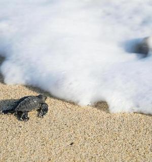 мала корњача хода по песку на плажи