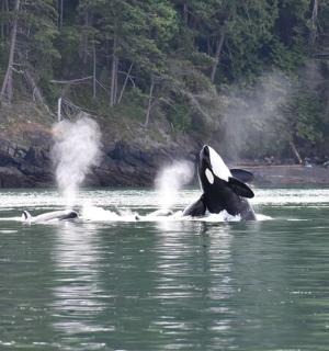 kosatka ve vodě v oceánu
