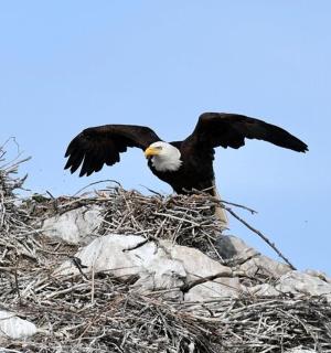 un ocell assegut a sobre d'una pila de roques