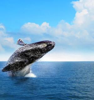 a humpback whale jumping out of the water