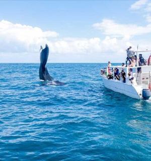 a dolphin jumping out of the water next to a boat