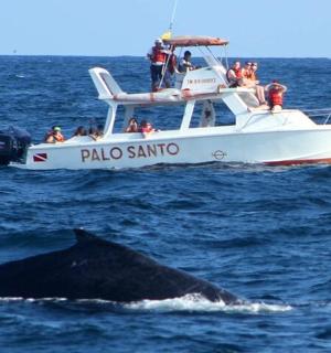 a whale in the water next to a boat