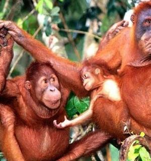 两只黑猩猩在树上玩耍