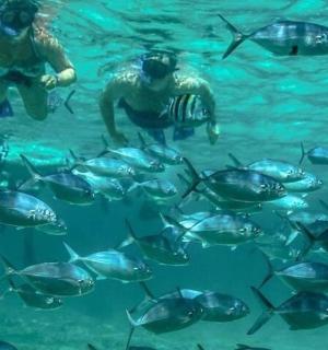 两个人在水中和一群鱼