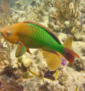 一条五彩斑斓的鱼在水中游动