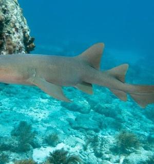 一条鲨鱼在珊瑚礁附近的水中游动