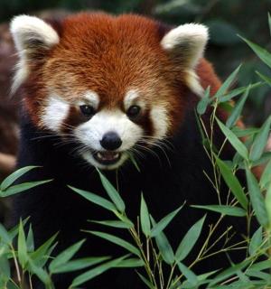 Medvěd červená panda se dívá do kamery