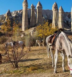 a group of horses grazing in front of rock formations
