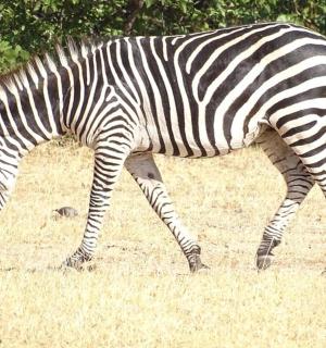 一只斑马在干草地上行走