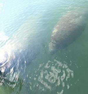 一只大鳄鱼在水中游泳