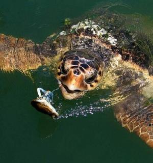 一只绿海龟在水中游泳