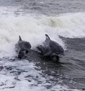 two dolphins playing in the waves in the ocean