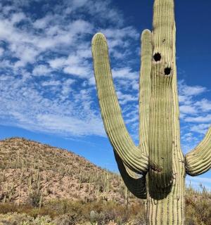 沙漠中央的一棵大仙人掌