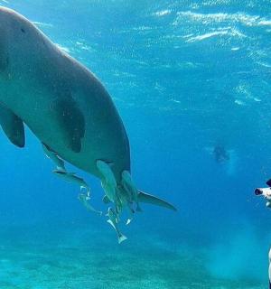 a man in the water looking at a dolphin
