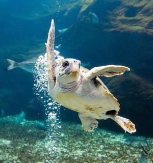 一只绿海龟在水中游泳