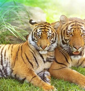 two tigers laying in the grass in the grass