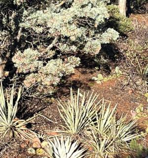 有许多不同植物和树木的花园