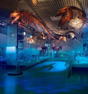 墙上挂着恐龙骨架的房间