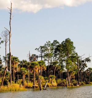 a body of water with a bunch of palm trees