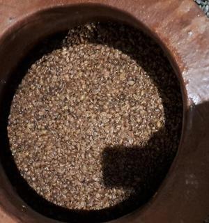 地上放着一盆种子