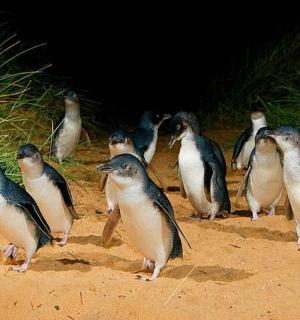 skupina tučňáků stojících v písku