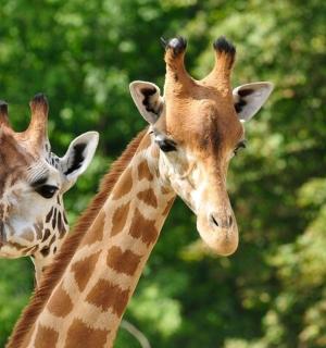 two giraffes are standing next to each other