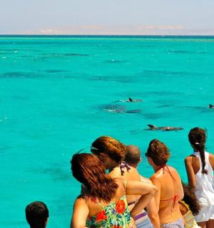 a group of people looking at dolphins in the water