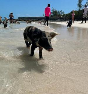 a pig standing in the water on a beach