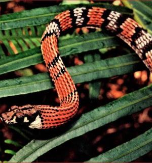 一条蛇坐在一片绿叶上