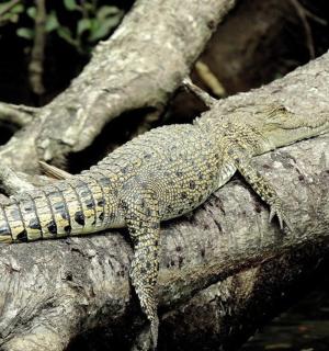 a lizard is sitting on a tree branch