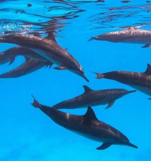 a group of dolphins swimming in the water