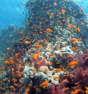 a coral reef with fish in the ocean