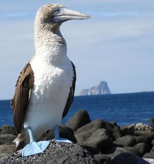 一只鸟站在水边的岩石上