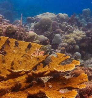 有很多海藻的珊瑚礁