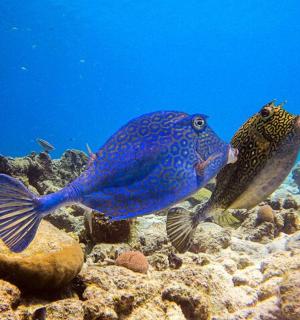 几条鱼在海里游来游去